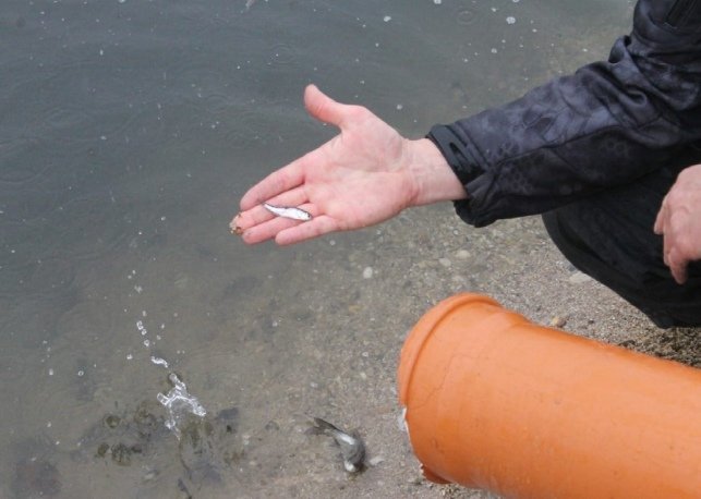 Сеголетки толстолобика были выпущены в Ириклинское водохранилище